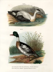 Eider à duvet, 1864